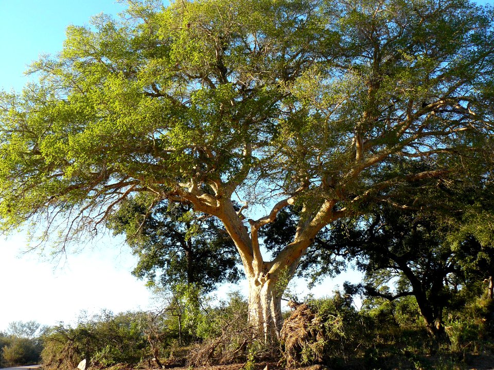 Ficus sycomorus Kruger-NP