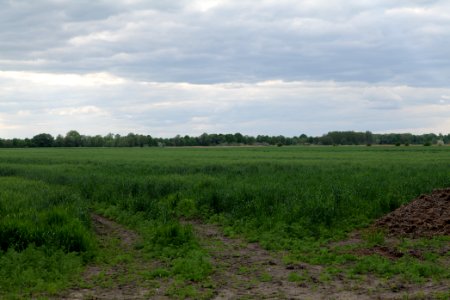 Field in Nauen 2020-05-15 23