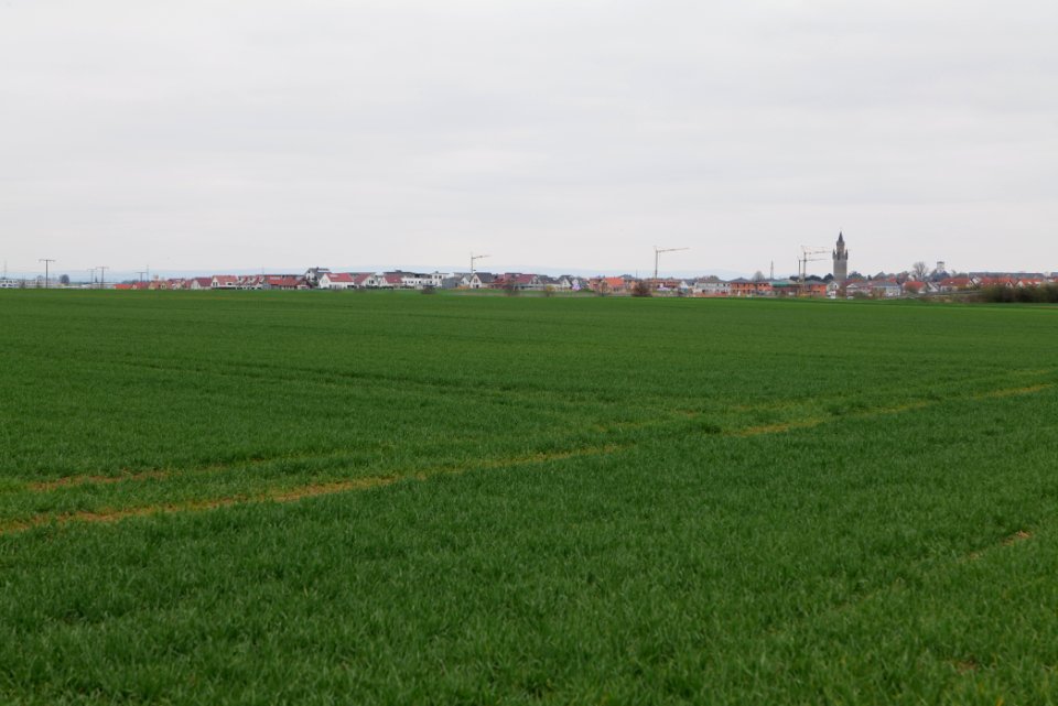 Fields and meadows in Ockstadt 2021-04-02 25