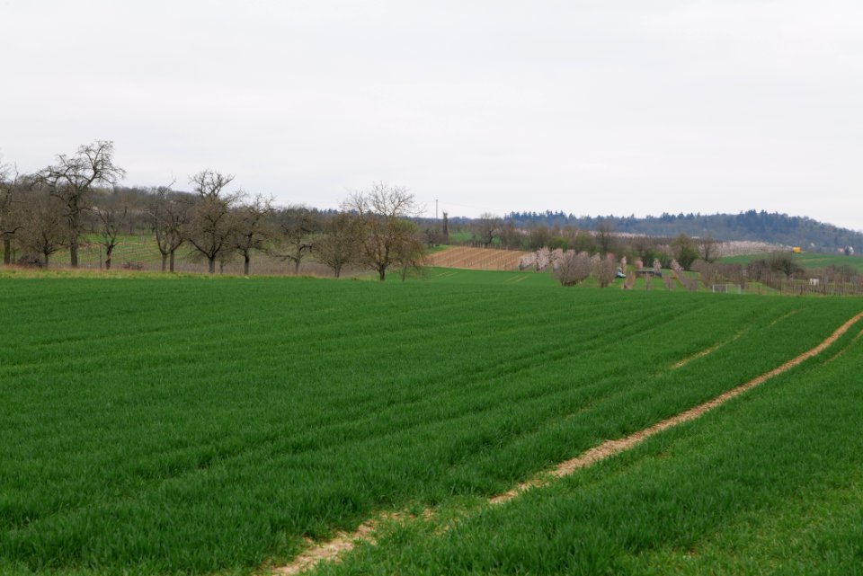 Fields and meadows in Ockstadt 2021-04-02 31
