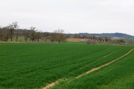Fields and meadows in Ockstadt 2021-04-02 31