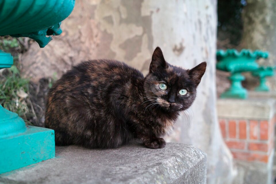 Pet domestic feline