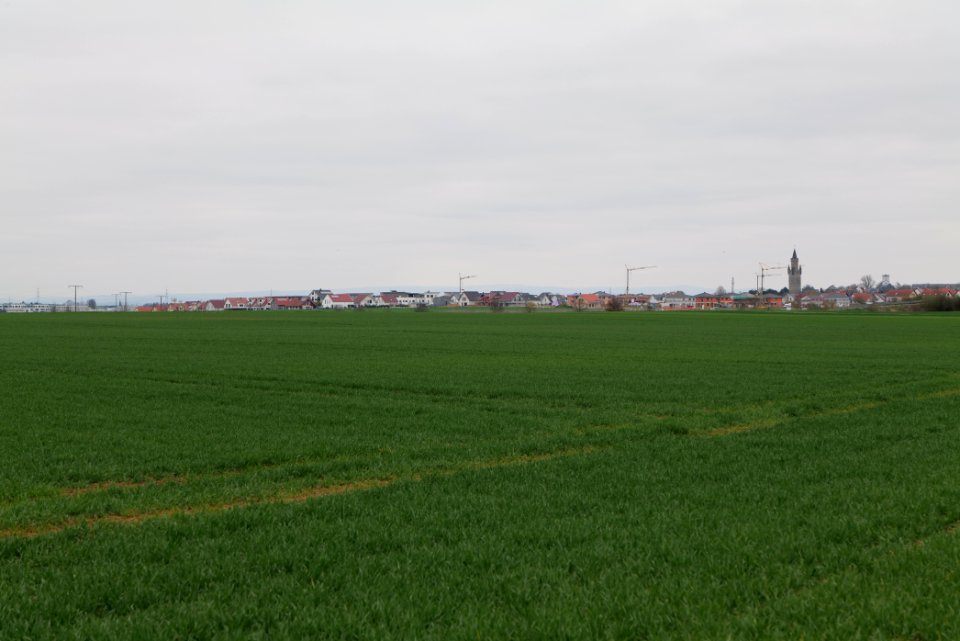 Fields and meadows in Ockstadt 2021-04-02 26