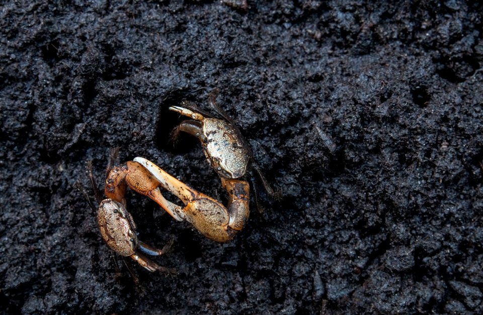 Fiddler crabs fighting in La Restinga