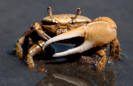 Fiddler crab 4 (cropped) photo