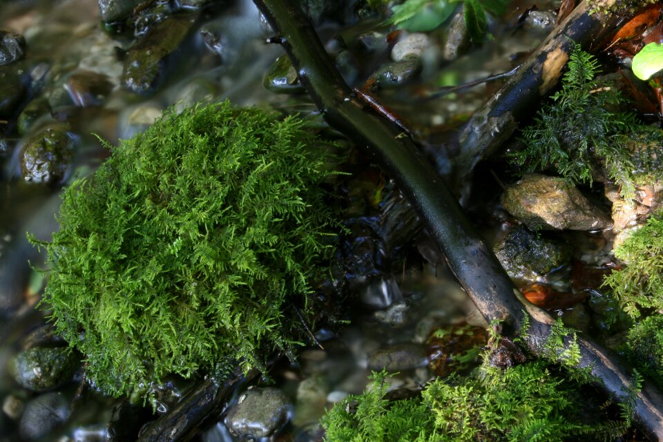 Nature green source