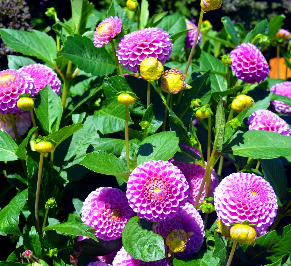 Ornamental flower pink pink flower