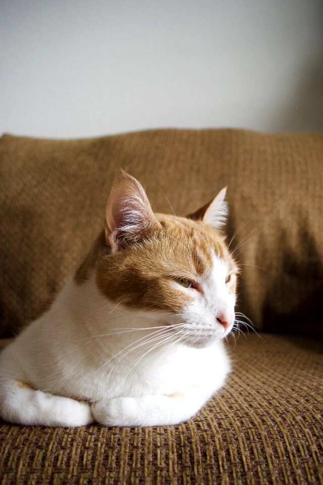 Domestic resting feline