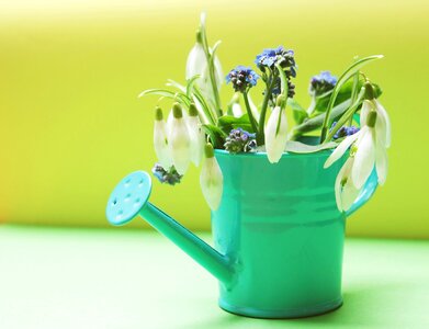 Watering can yellow green photo