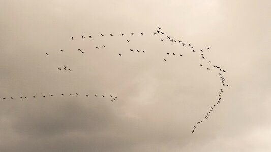 Migratory birds migration nature photo
