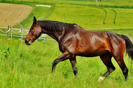 Eat paddock brown