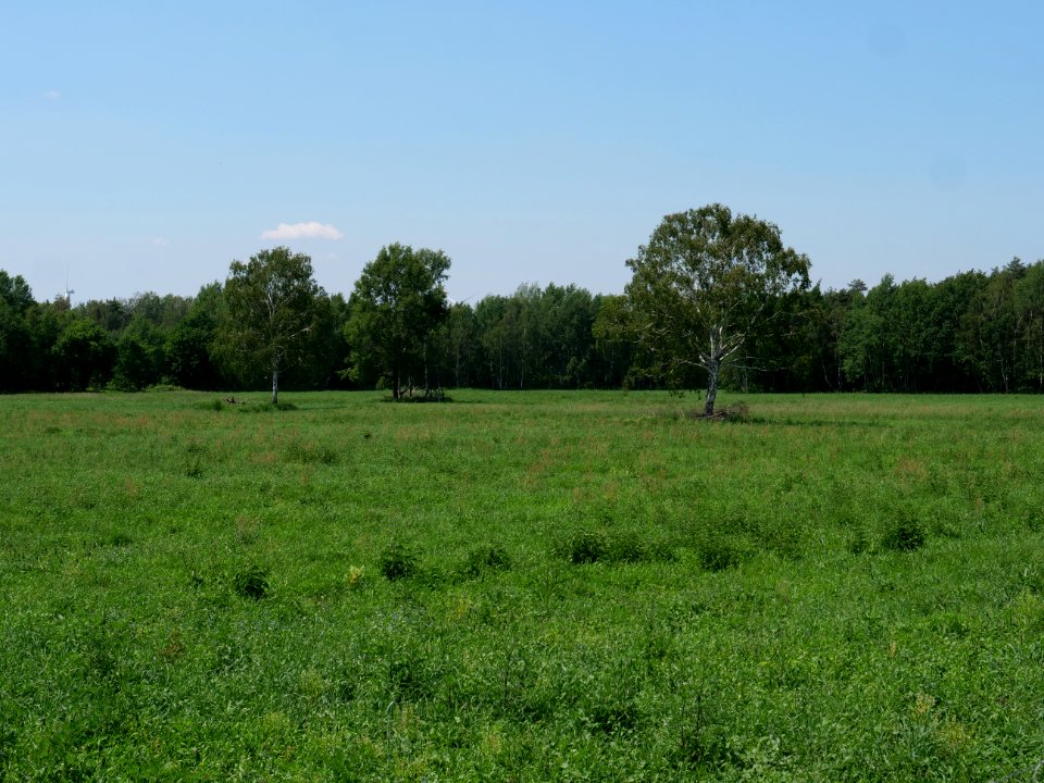 Field near Haidemühl 2019-06-05 04
