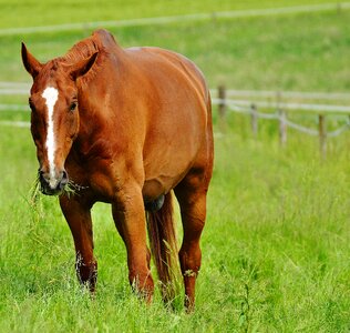 Eat paddock brown
