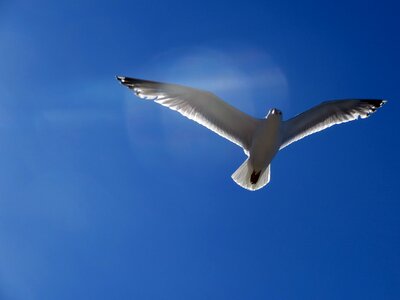 Glide sail elegant