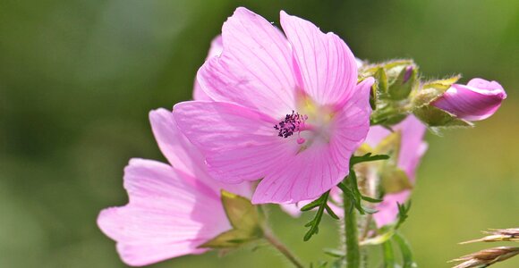 Roses-mallow wild flower nature photo