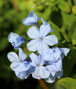 Garden blue flowers blue flower