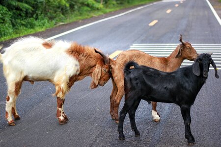 Goat animals on the road
