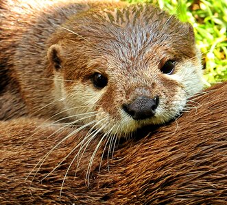 Nature wild animals animal
