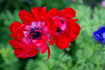 Flower red flower blossom