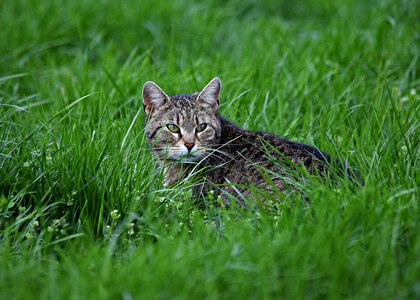 Kitten nature on the grass photo