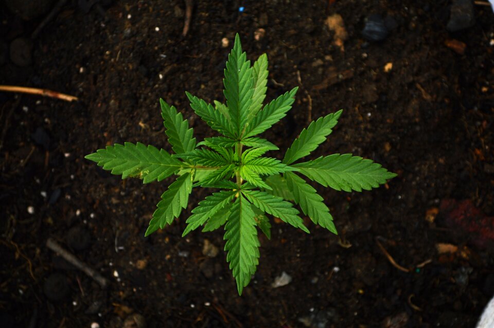 Maria cannabis marijuana