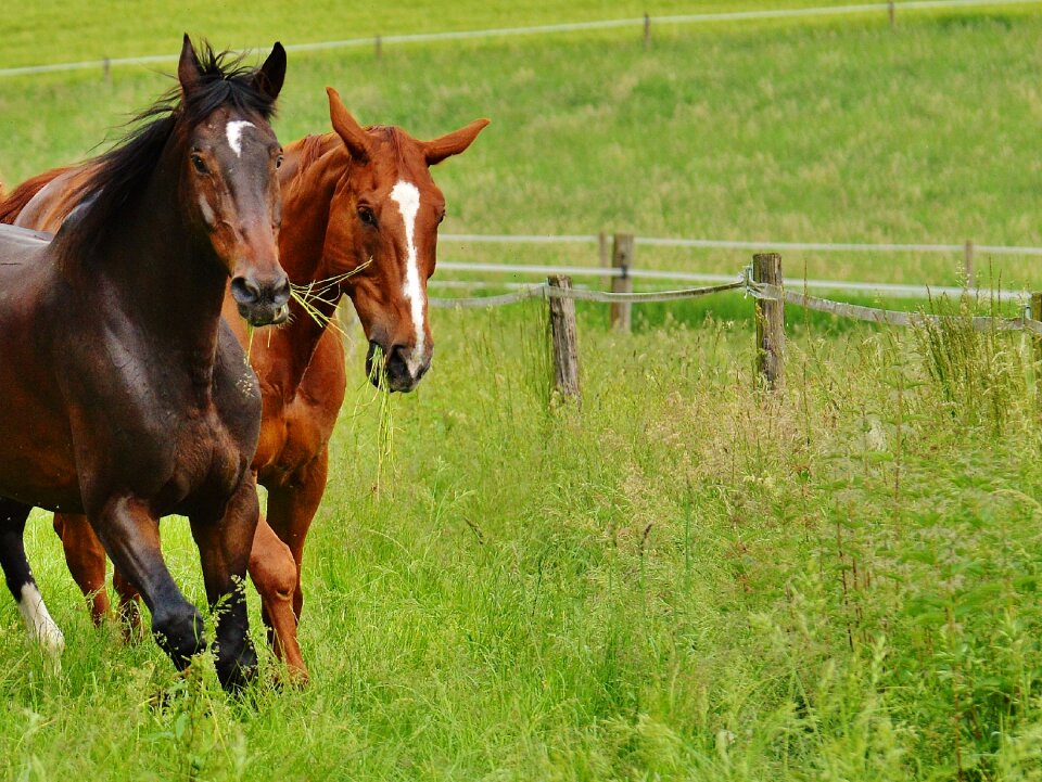 Stallion eat paddock