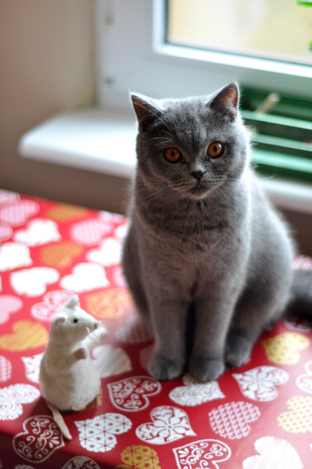 Feline amber eyes grey fur photo