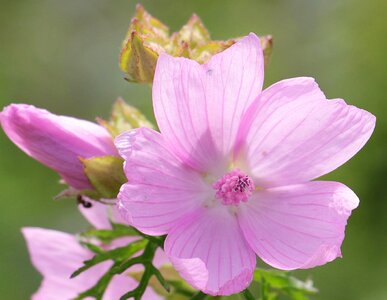Roses-mallow wild flower nature photo