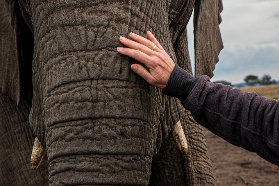 Big african endangered