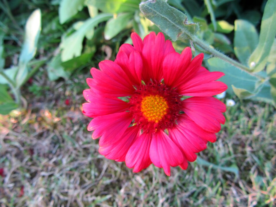 Pink flower nature bloom