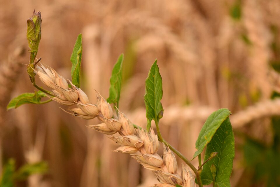 Weed destruction agriculture parasite