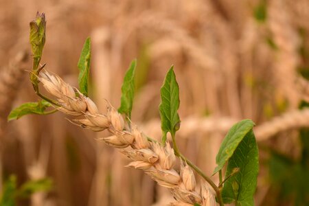 Weed destruction agriculture parasite