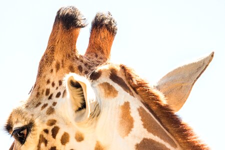 Wildlife africa mammal