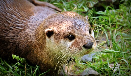 Nature wild animals animal