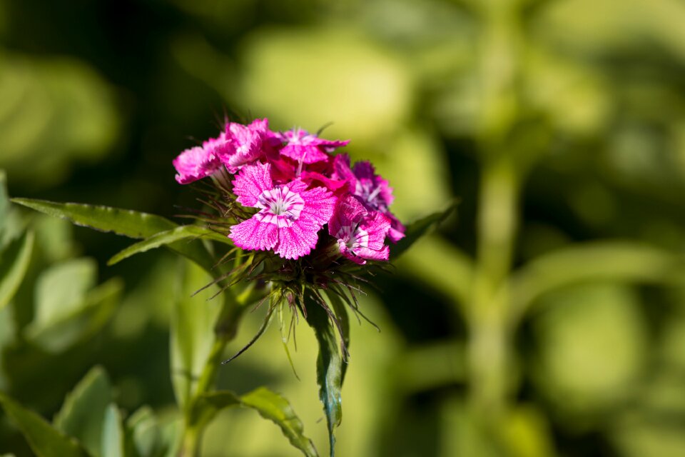 Flowers small flower pink
