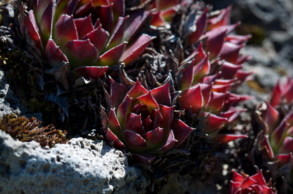 Nature close up stone garden