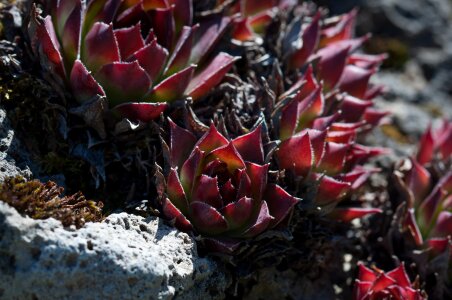 Nature close up stone garden