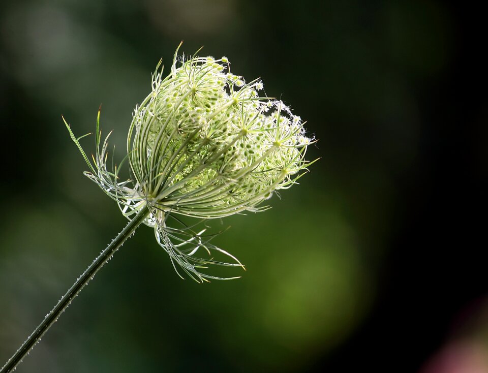 Flower summer nature