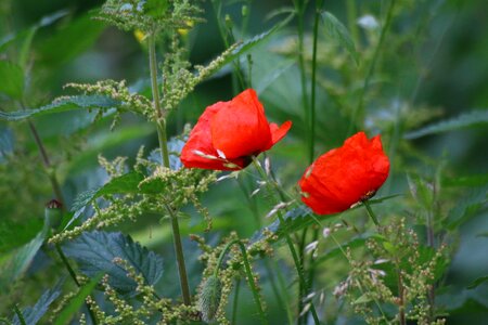 Country summer poppy