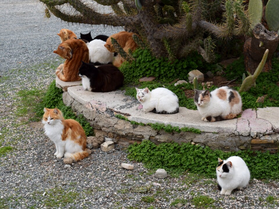 Animal outdoor resting