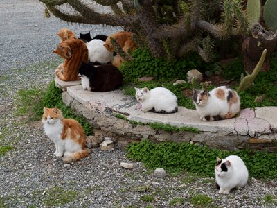 Animal outdoor resting