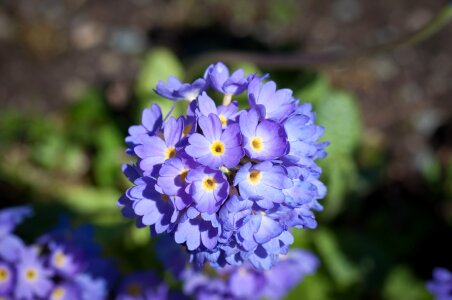 Blue flower blue blue flowers photo