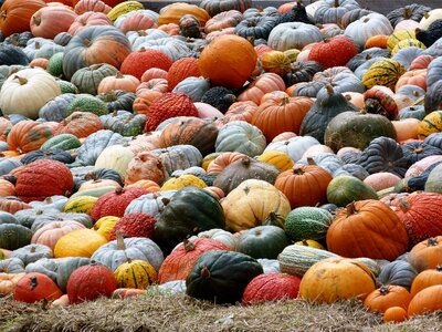 Colorful pumpkins green photo