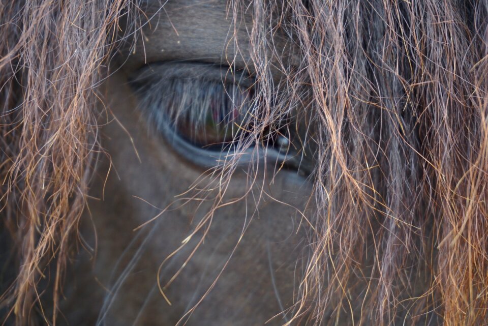 Mare head iceland pony