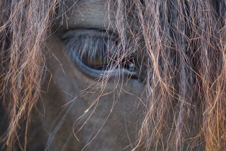 Mare head iceland pony