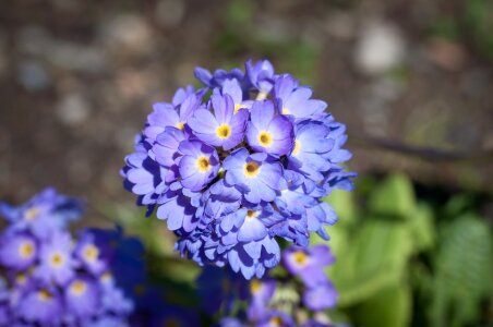 Blue flower blue blue flowers photo