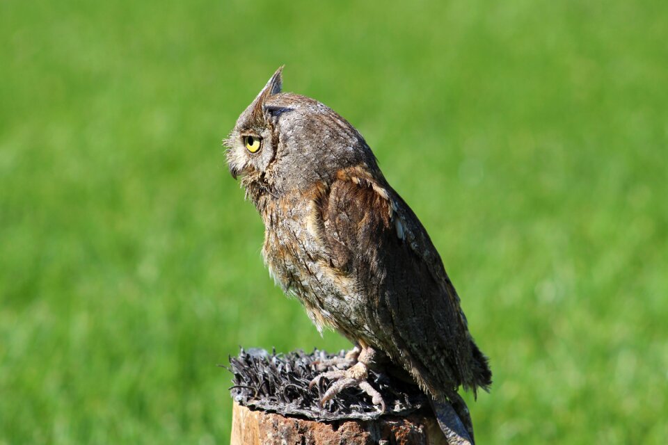 Owl animal nature