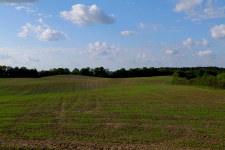 Field in SAC Kronhorst-Groß Fredenwalde 2021-05-29 31