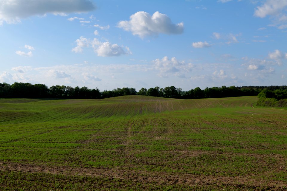 Field in SAC Kronhorst-Groß Fredenwalde 2021-05-29 35