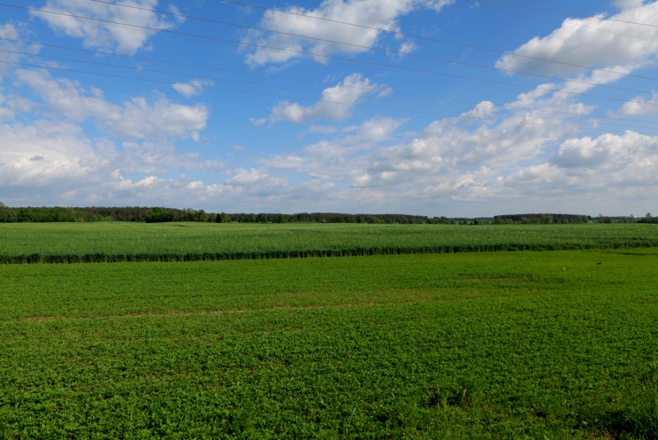 Field in Wichmannsdorf 2021-05-29 14